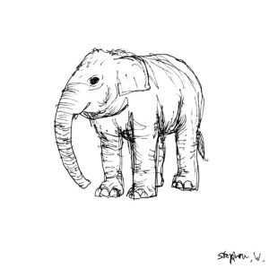 Prints of Elephant in London Zoo Drawing