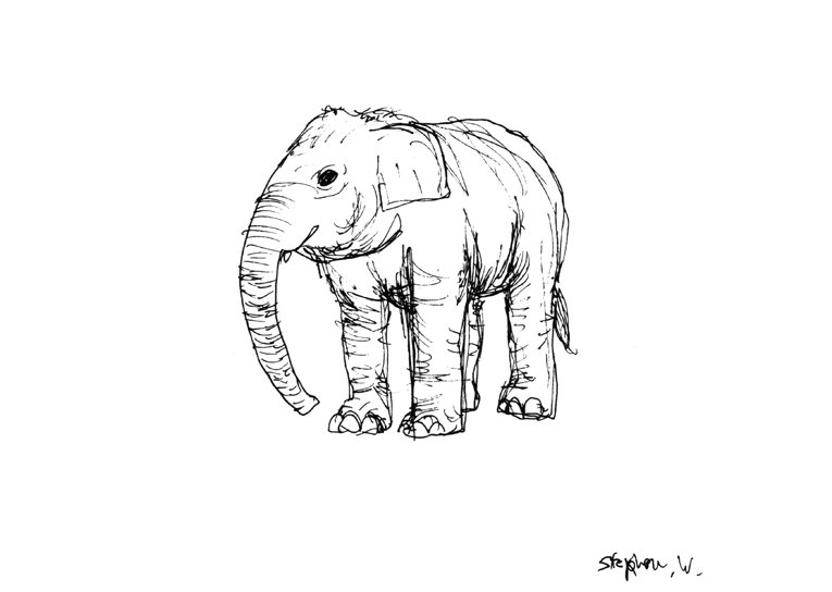 Prints of Elephant in London Zoo Drawing